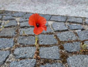 Trauma und Dissoziation – Wie Verdrängtes unser Leben beeinflusst